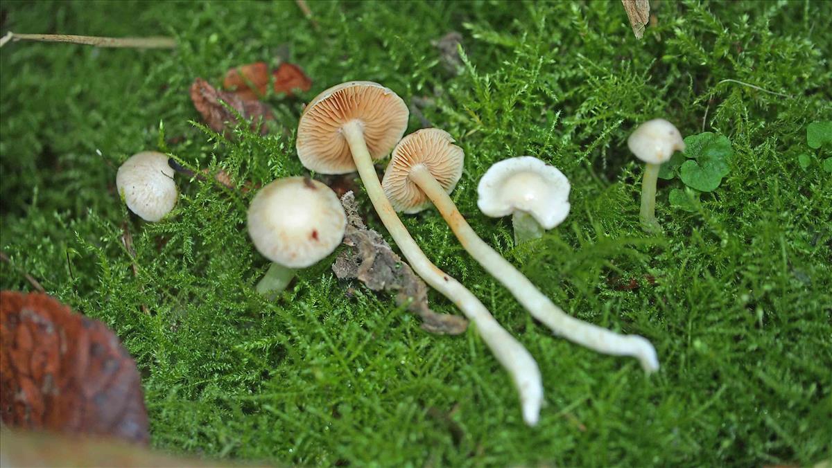 Cortinarius alboamarescens (door Inge Somhorst)