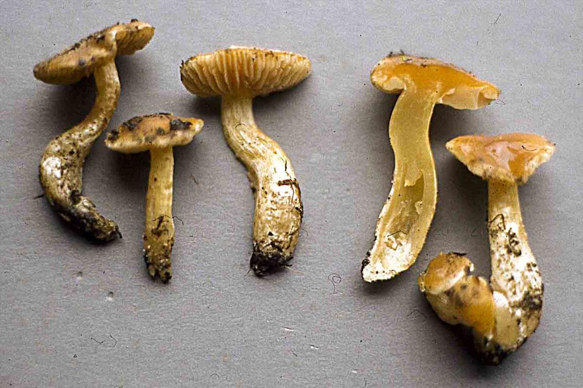 Cortinarius vibratilis (door Nico Dam)