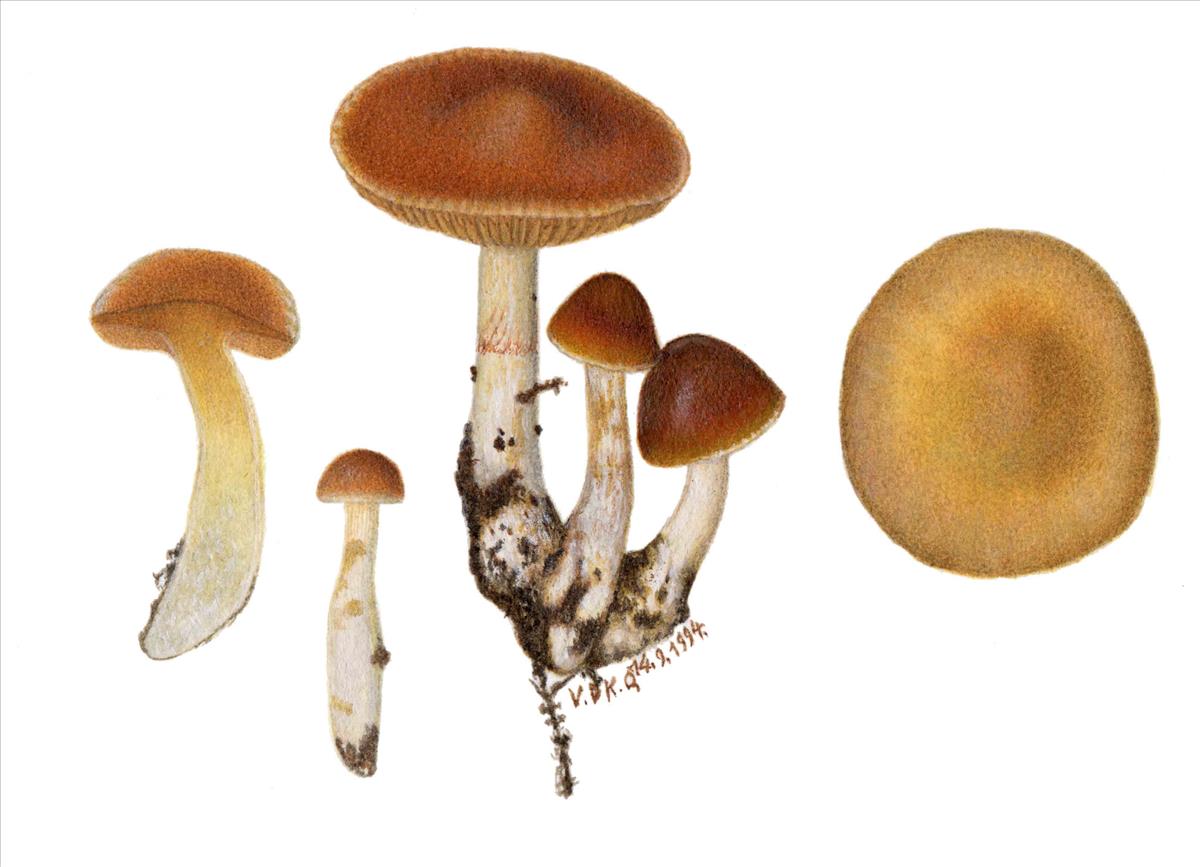 Cortinarius vibratilis (door Omer Van de Kerckhove)