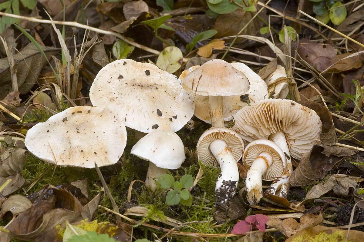 Cortinarius barbatus (door Nico Dam)