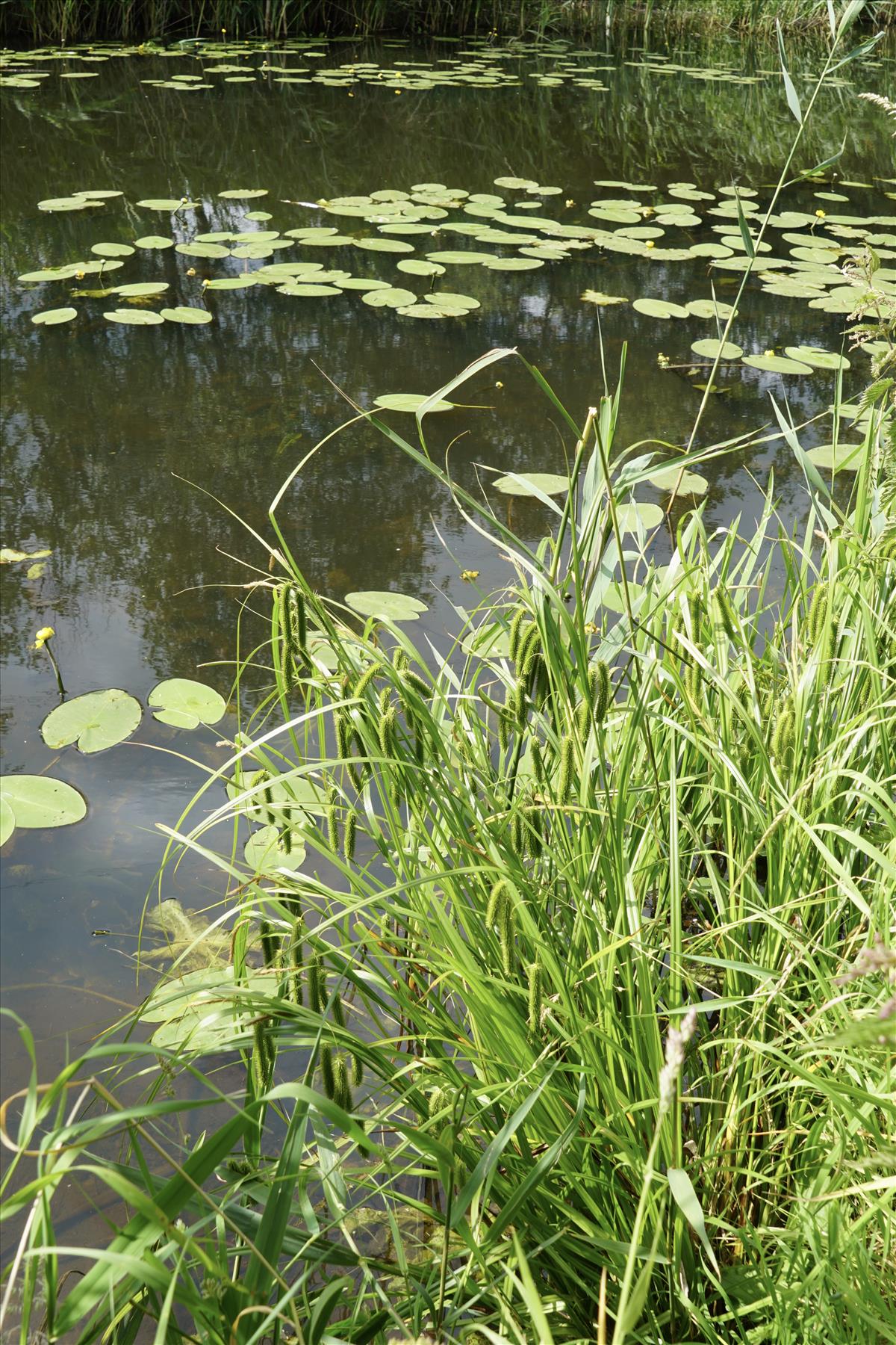 Carex pseudocyperus (door Jetske Metzlar)