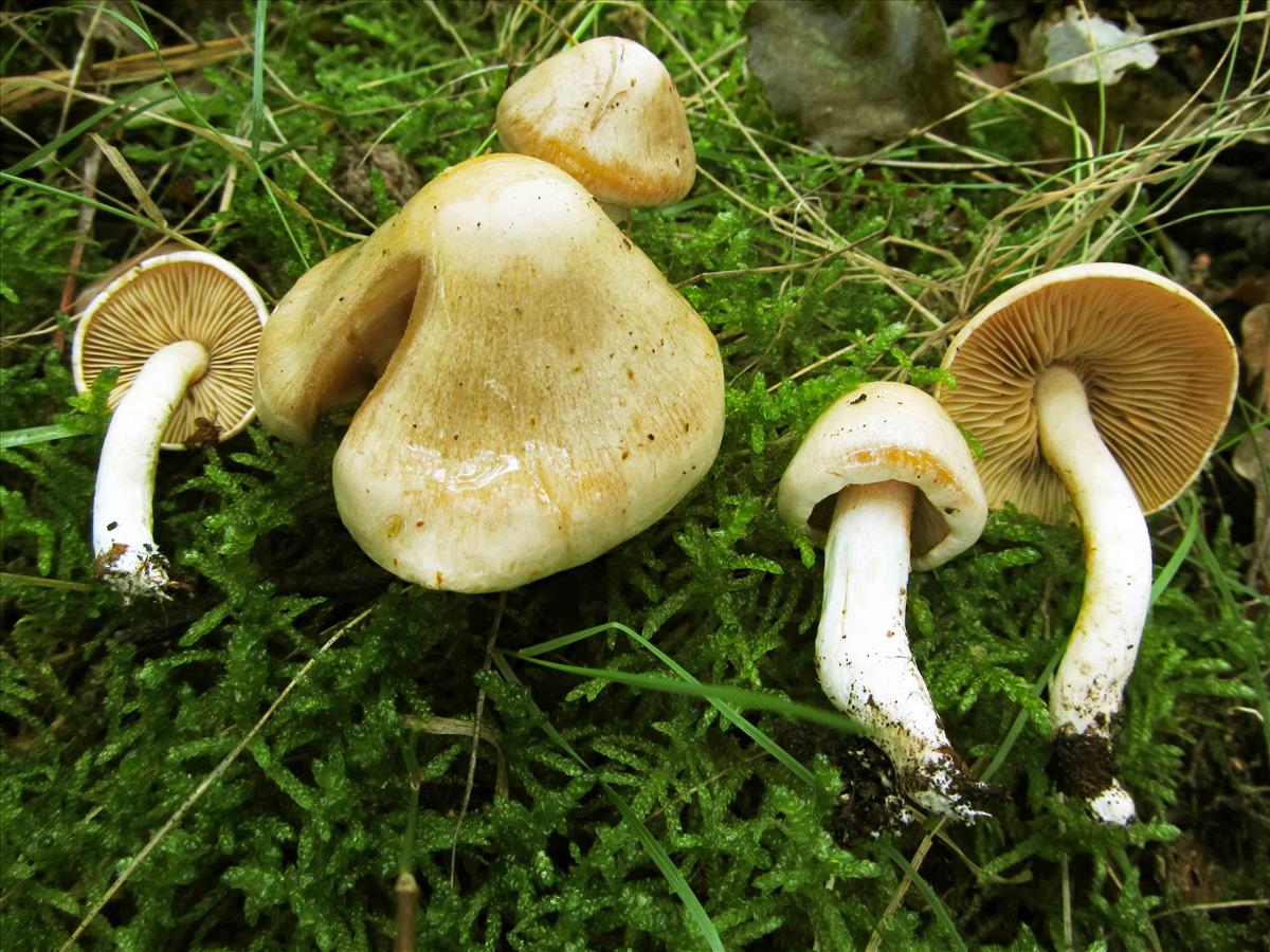Cortinarius leucoluteolus (door André de Haan)