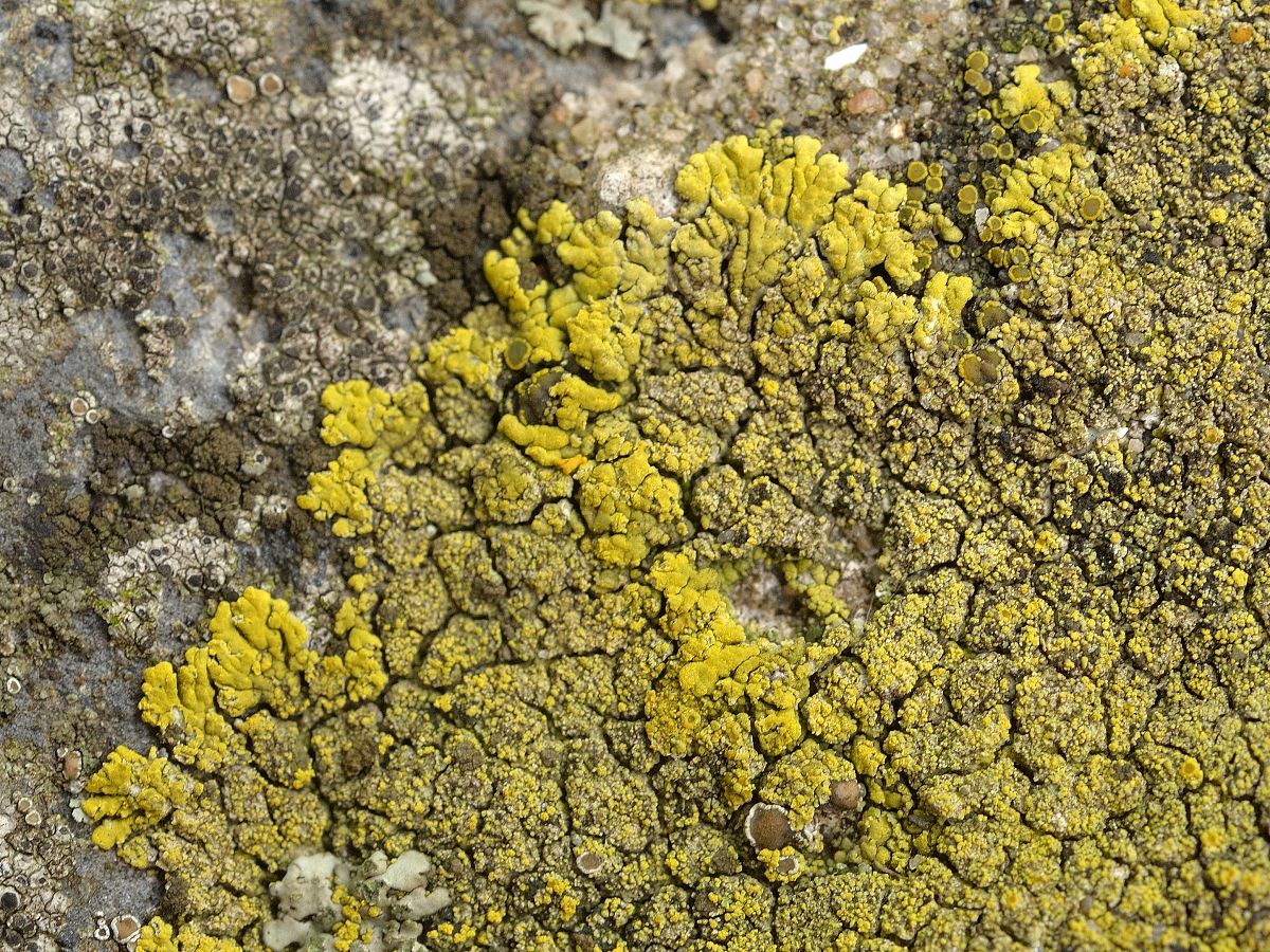 Candelariella medians (door Jan Freijer)