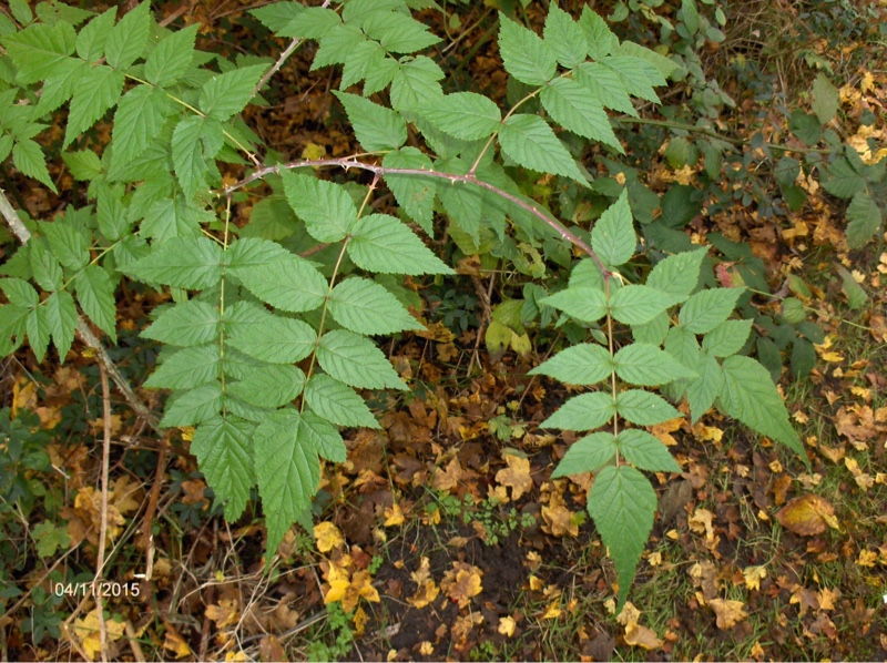 Rubus niveus (door Hannie Luijten)