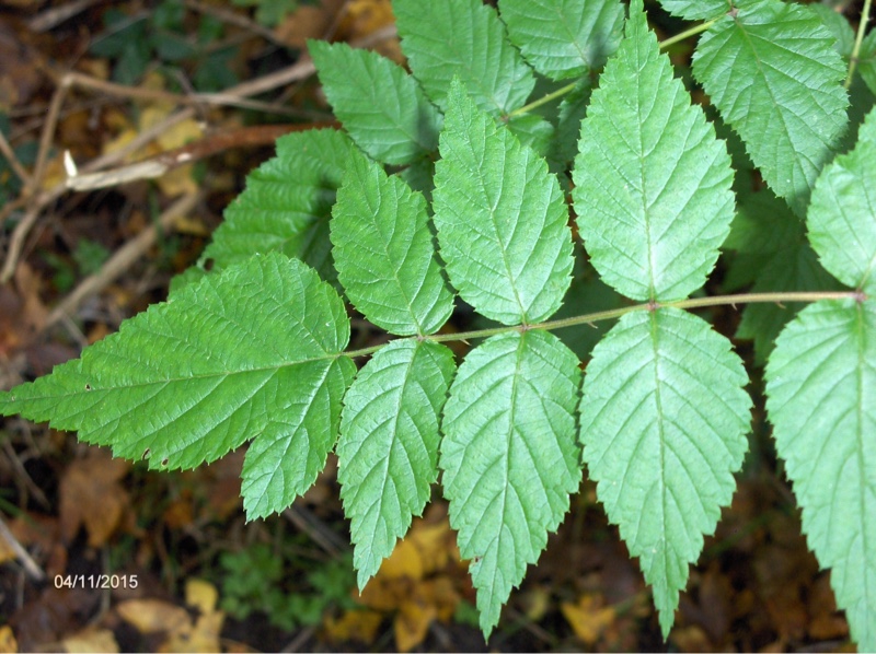 Rubus niveus (door Hannie Luijten)