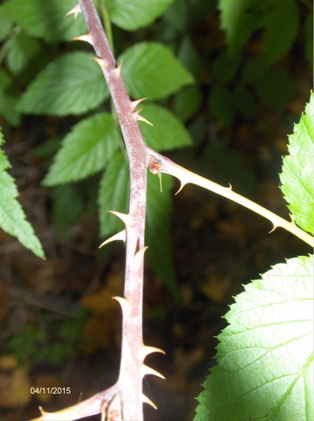 Rubus niveus (door Hannie Luijten)