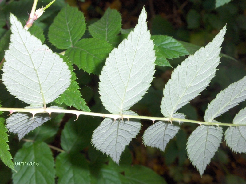 Rubus niveus (door Hannie Luijten)