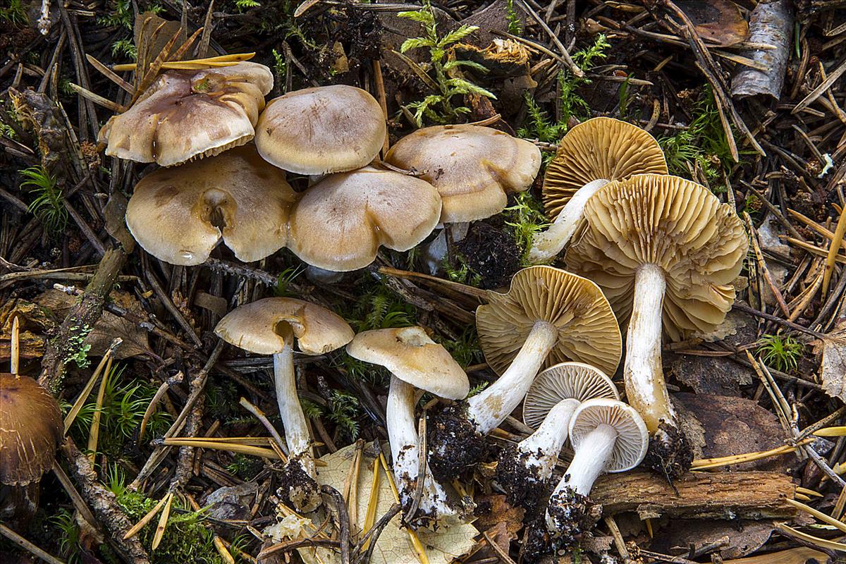 Cortinarius pluvius (door Nico Dam)