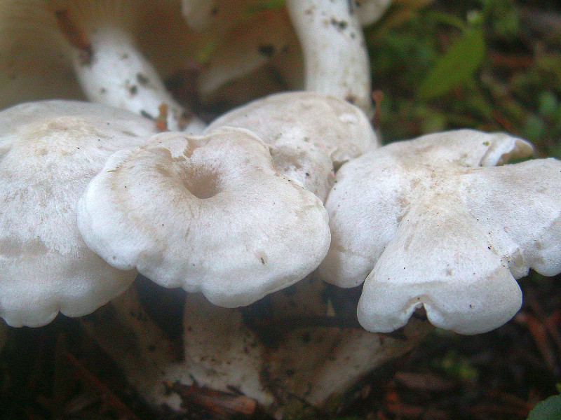 Clitocybe connata (door Paul Coenen)