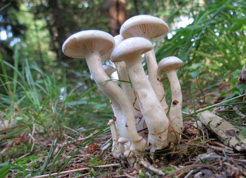 Clitocybe connata (door Paul Coenen)