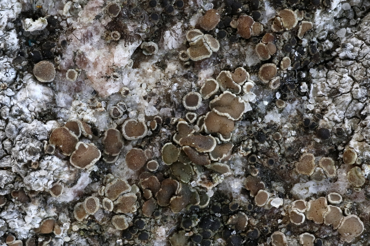 Lecanora fugiens (door Hans Toetenel)