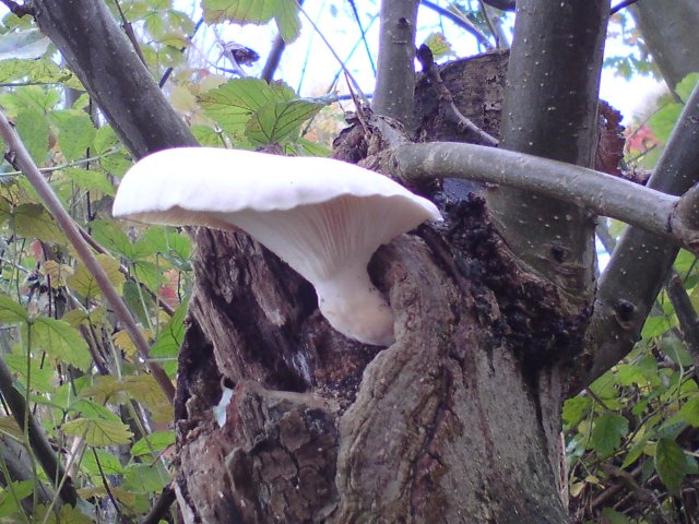 Pleurotus dryinus (door T.C. van der Ende)