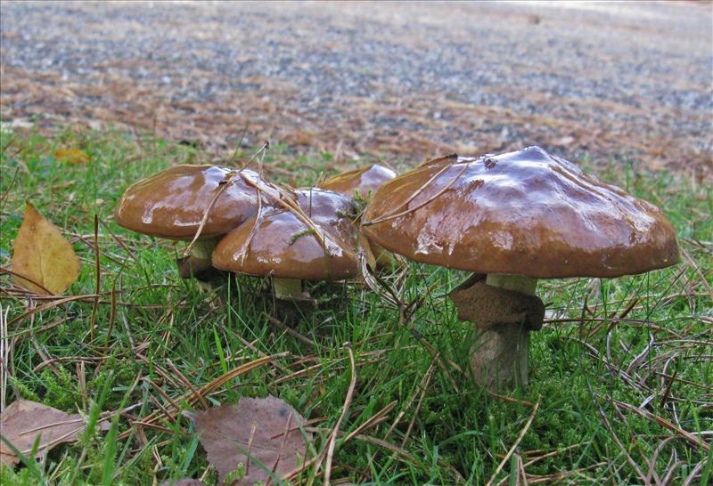 Suillus luteus (door Hannie Wijers)