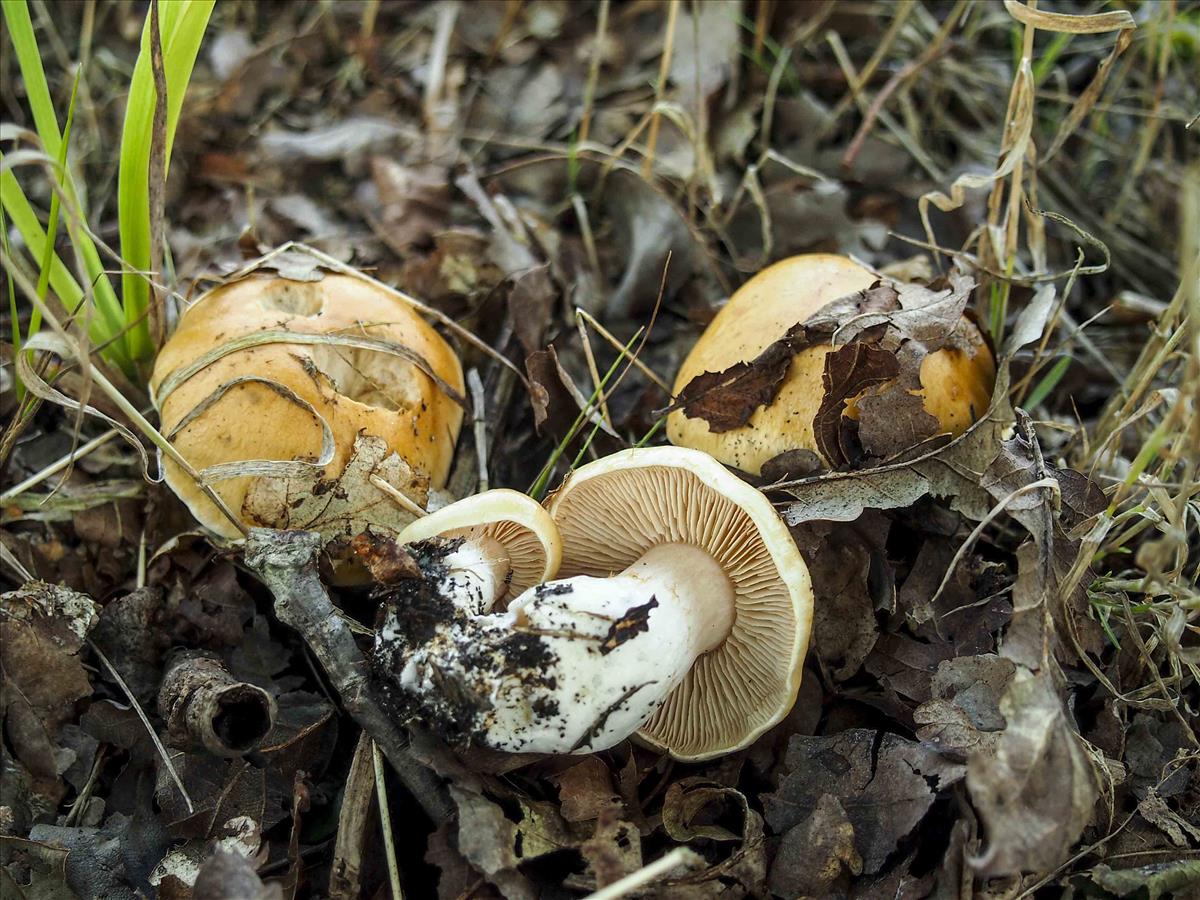 Cortinarius emollitus (door Inge Somhorst)