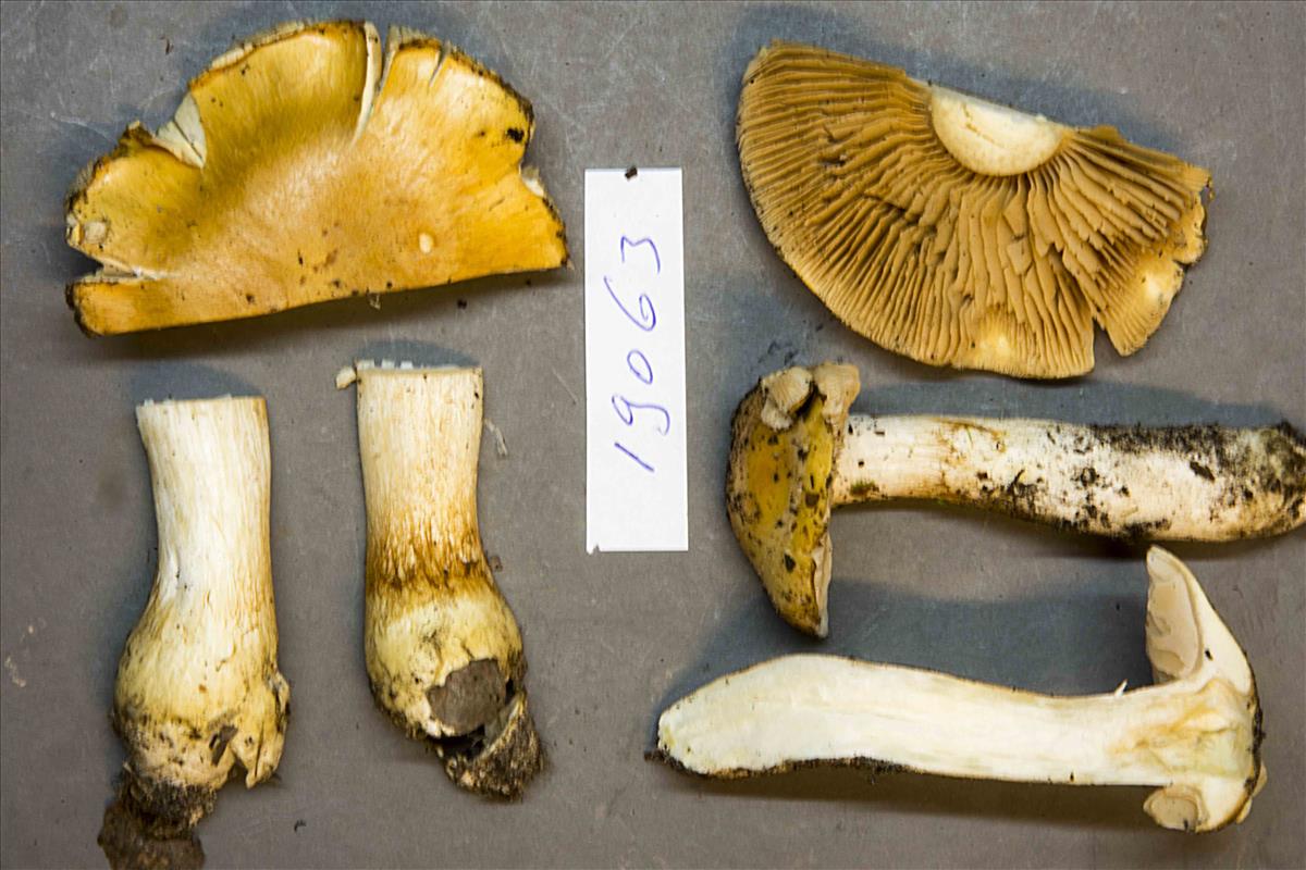 Cortinarius emollitus (door Nico Dam)