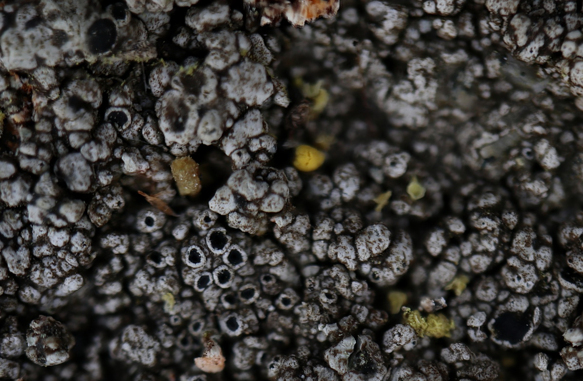 Lecanora gangaleoides (door Hans Toetenel)