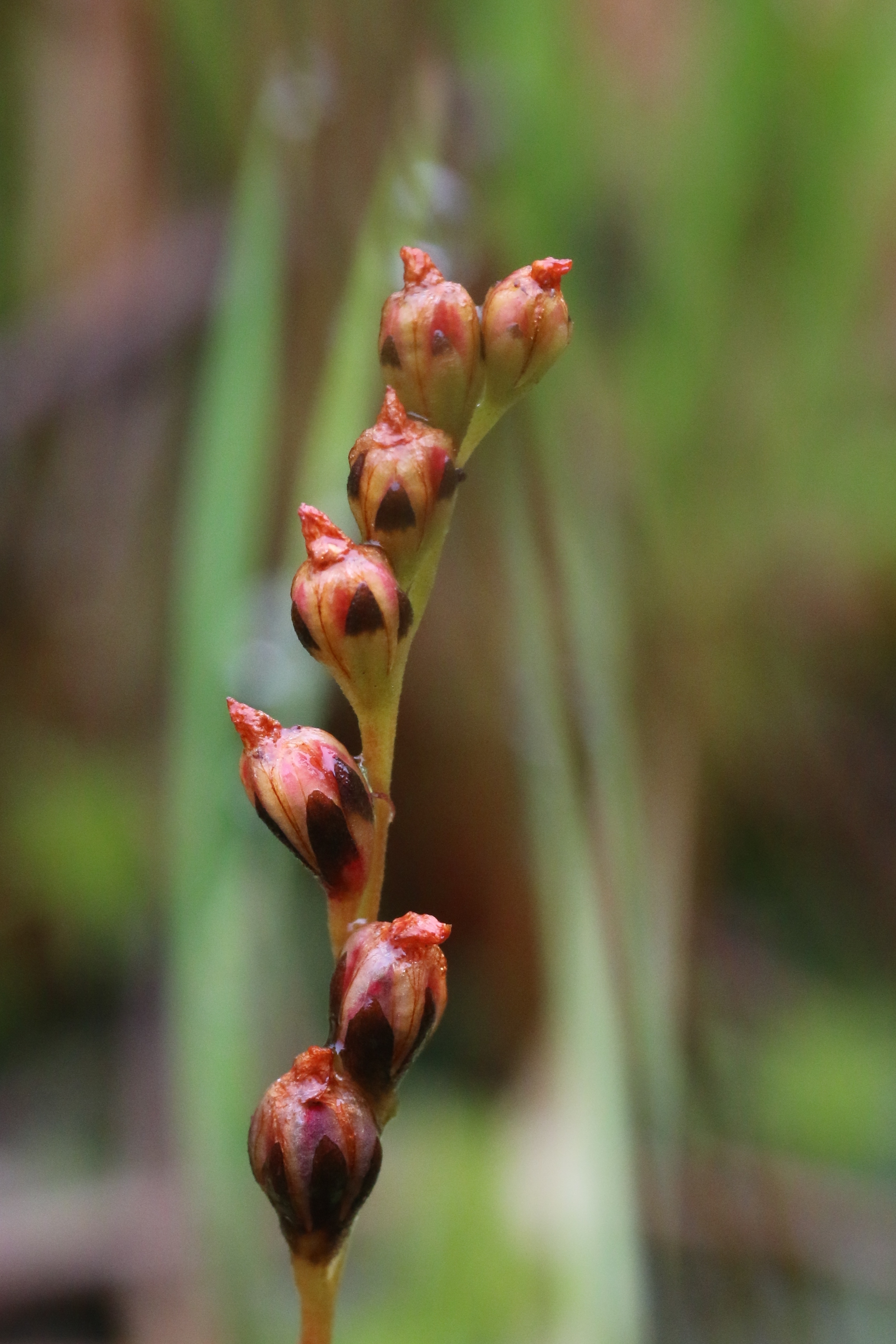 Drosera intermedia (door Willem Braam)