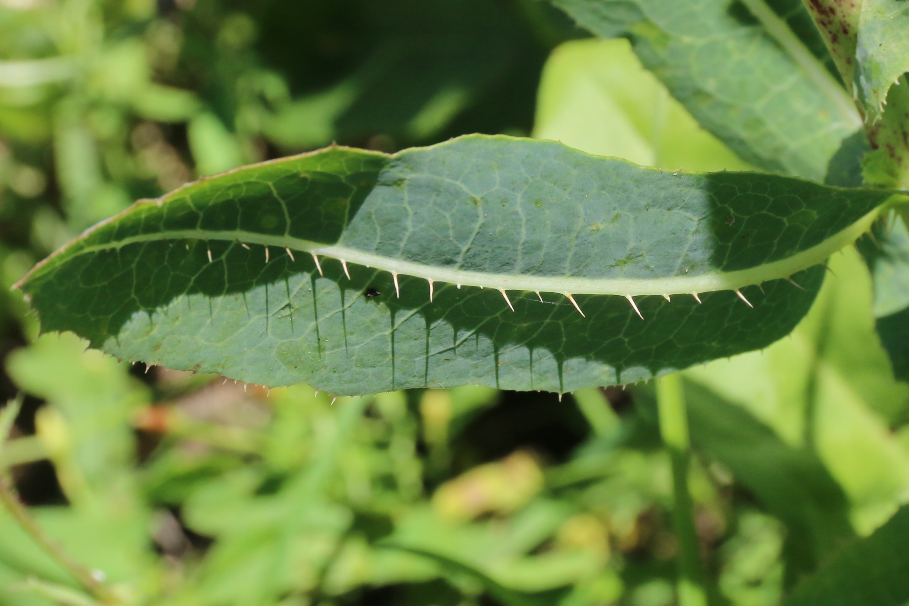 Lactuca serriola (door Willem Braam)