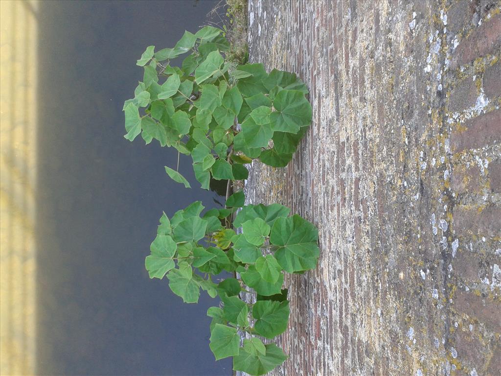 Paulownia tomentosa (door Edwin Dijkhuis)