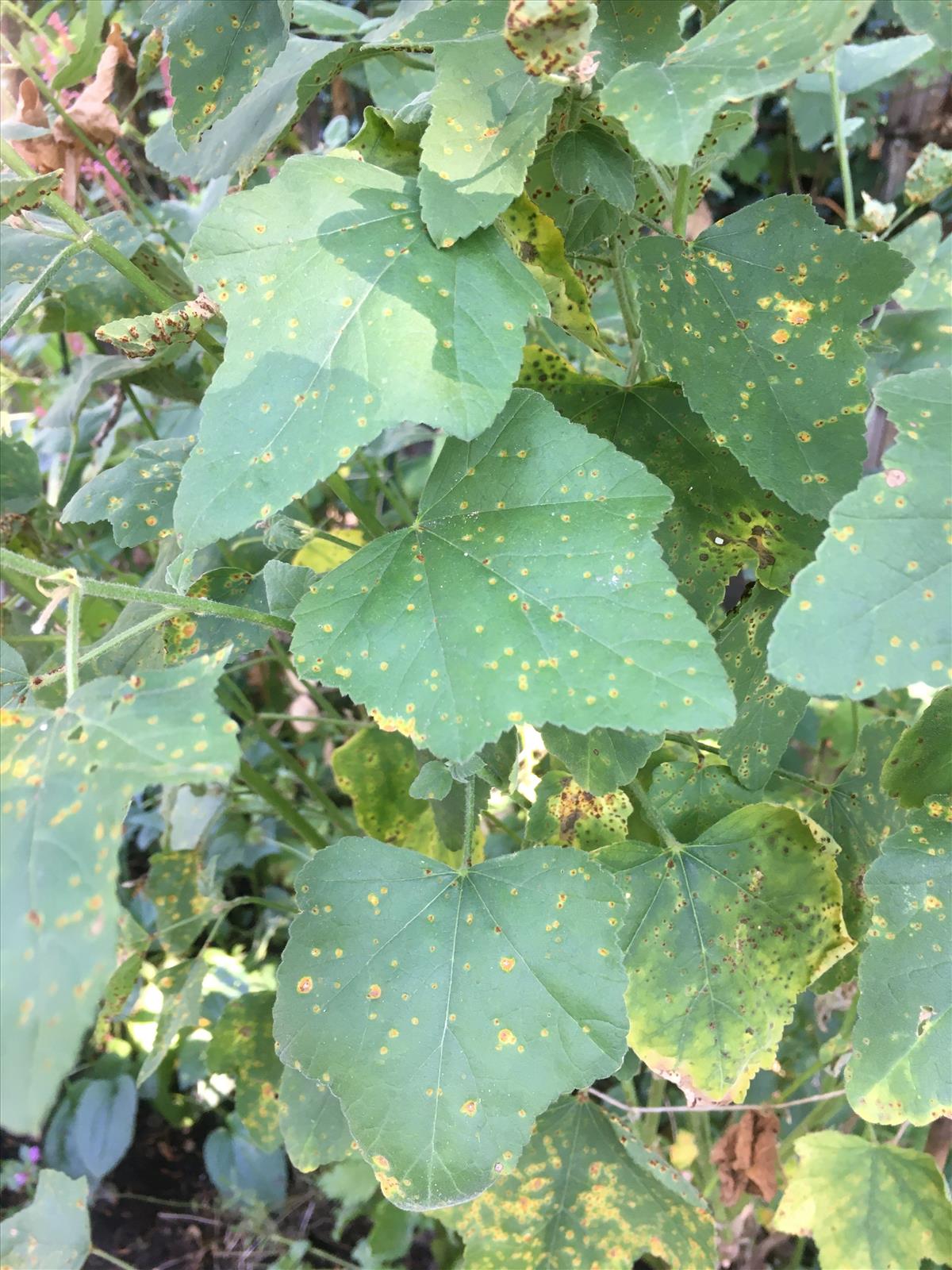 Puccinia malvacearum (door Eduard Osieck)