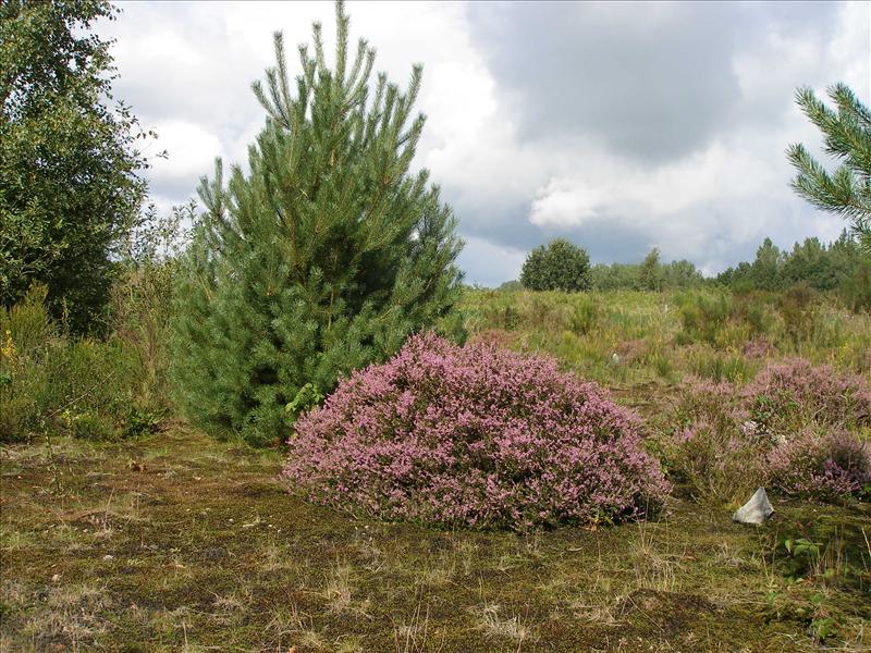 Calluna vulgaris (door Piet Bremer )