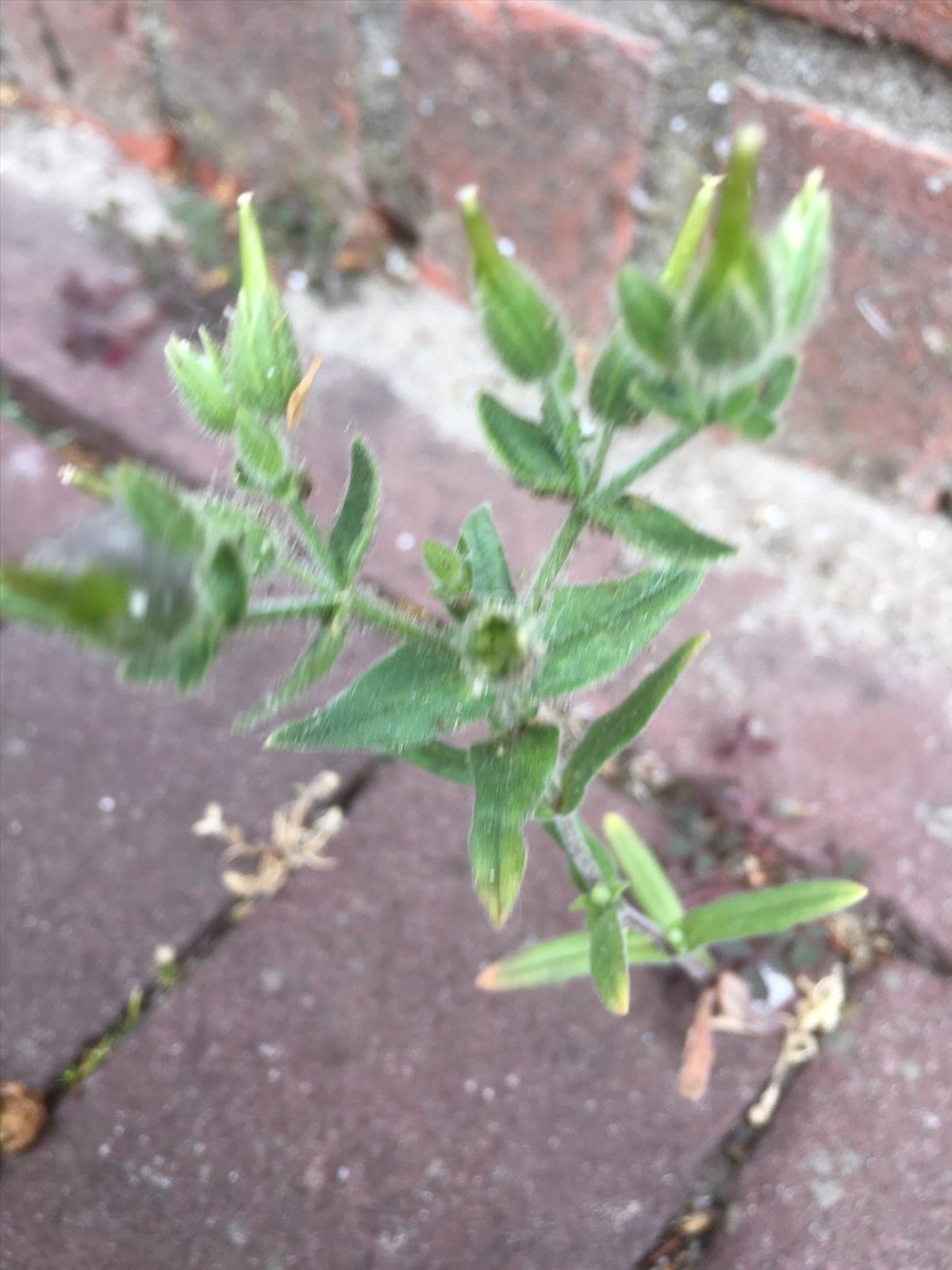 Cerastium dichotomum (door Reinder de Boer)