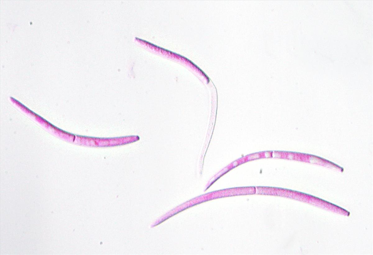 Mycosphaerella podagrariae (door Menno Boomsluiter)