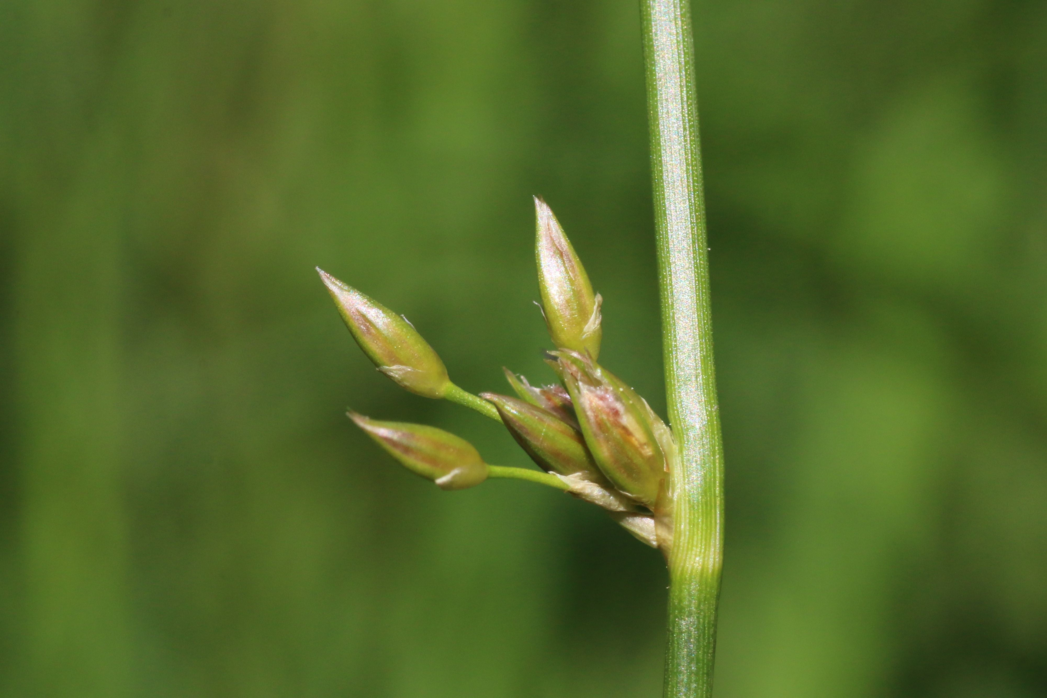 Juncus filiformis (door Willem Braam)