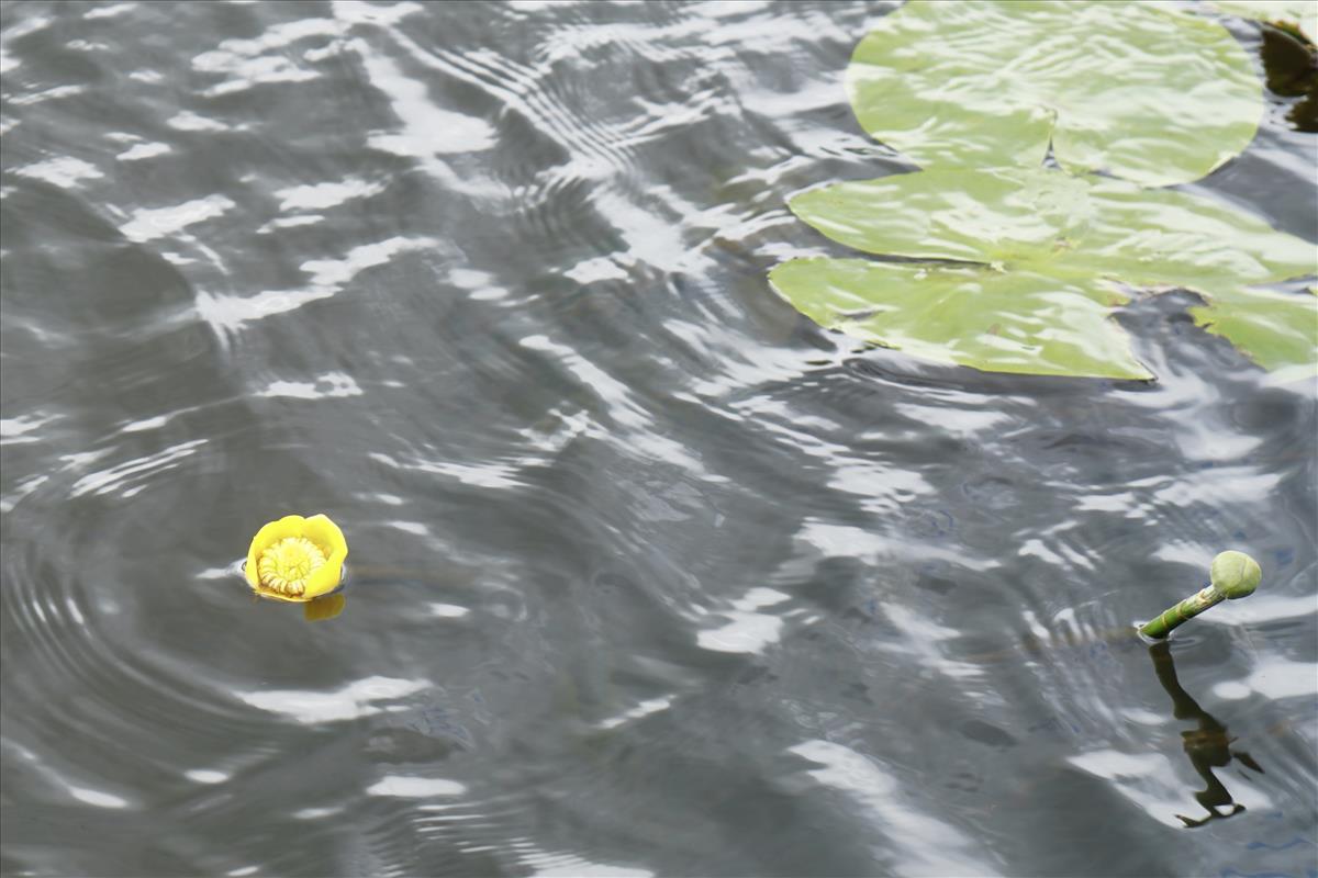 Nuphar lutea (door Jetske Metzlar)