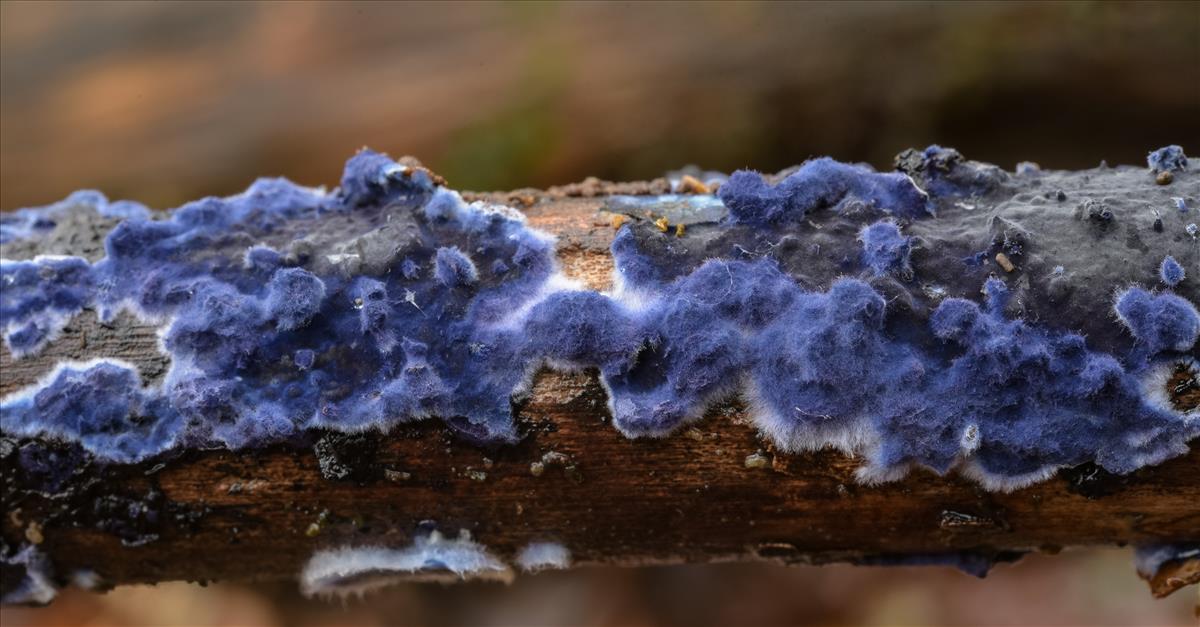 Terana caerulea (door Laurens van der Linde)