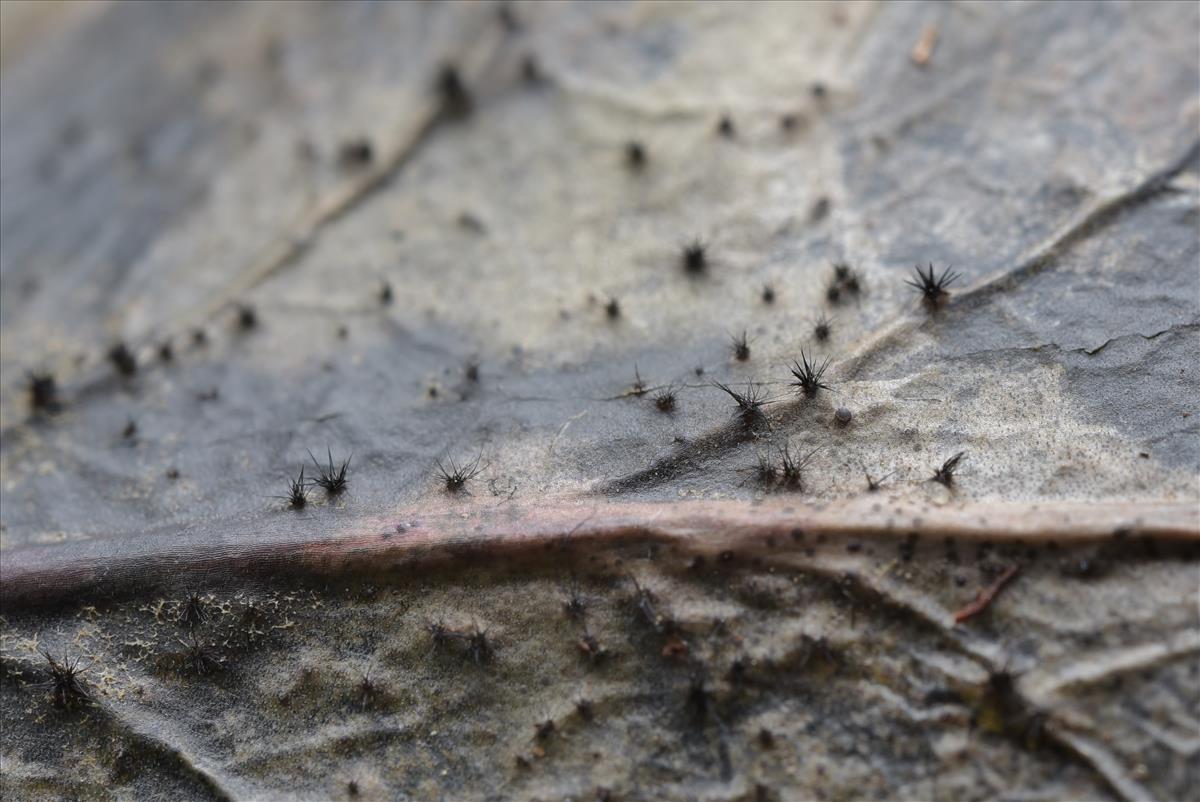 Pyrenochaeta nobilis (door Laurens van der Linde)