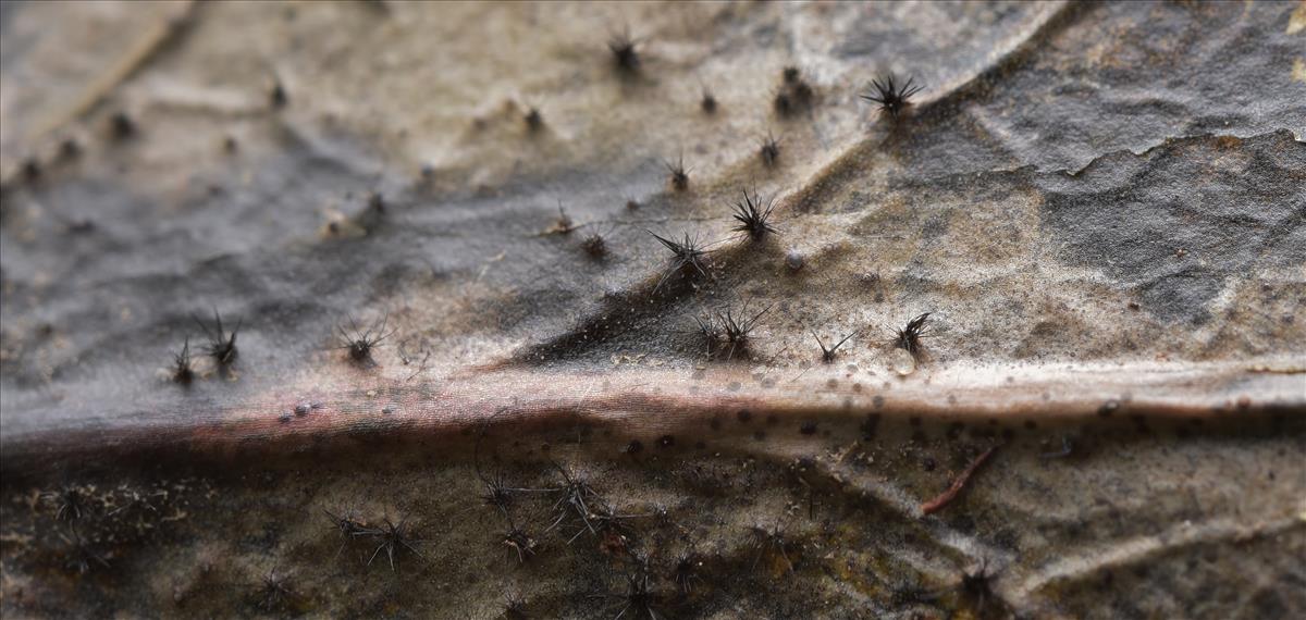 Pyrenochaeta nobilis (door Laurens van der Linde)