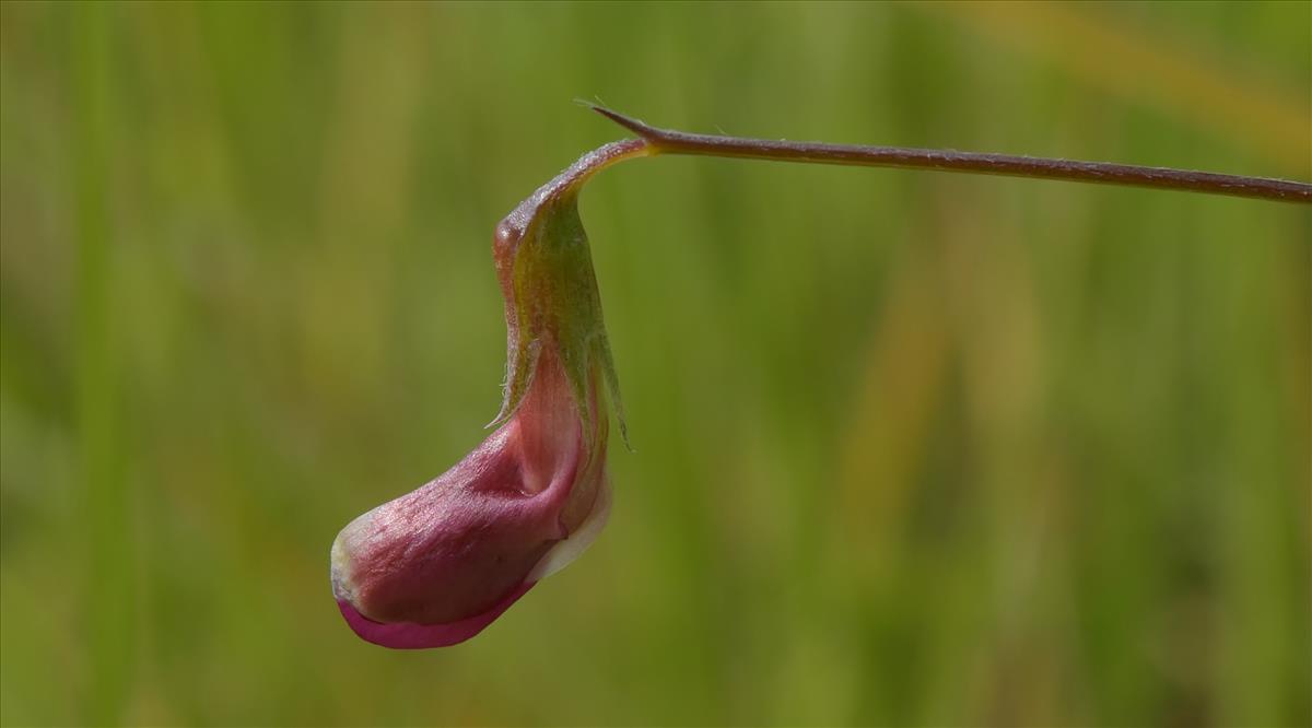 Lathyrus nissolia (door Laurens van der Linde)