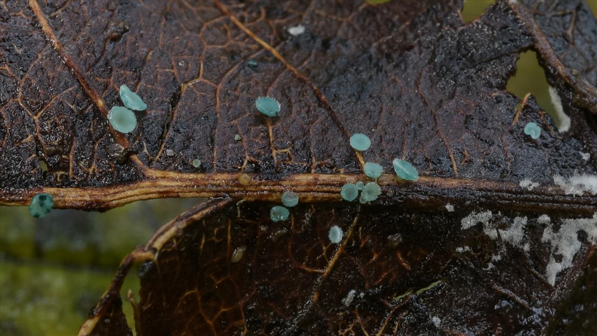 Chlorociboria aeruginella (door Laurens van der Linde)