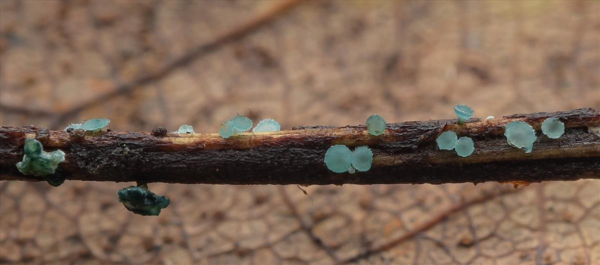 Chlorociboria aeruginella (door Laurens van der Linde)