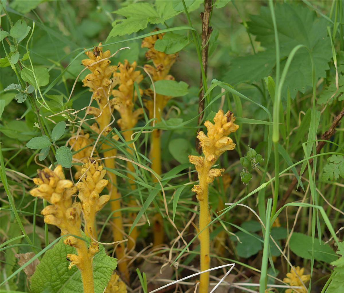 Orobanche lucorum (door Laurens van der Linde)