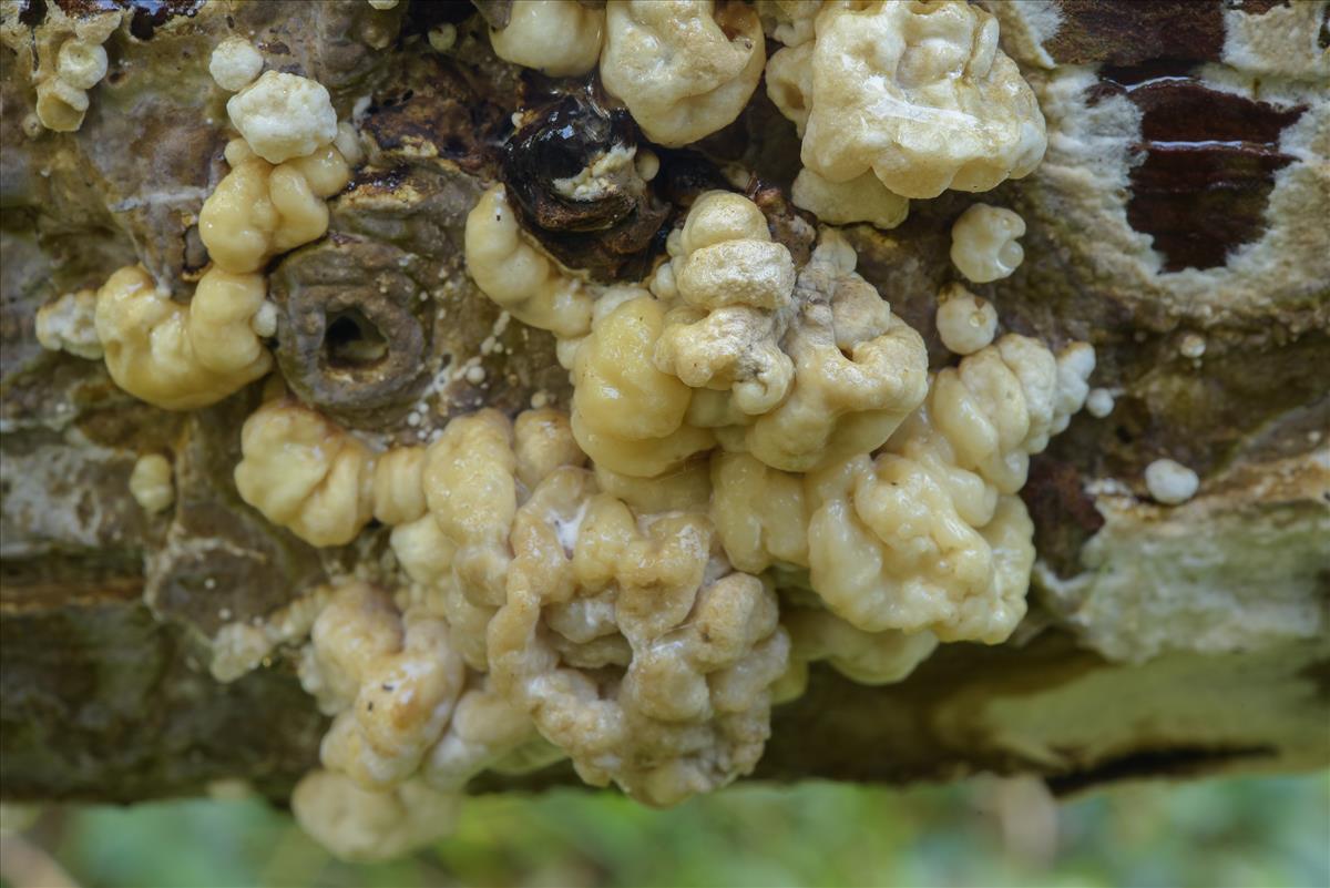 Nodulisporium (door Laurens van der Linde)