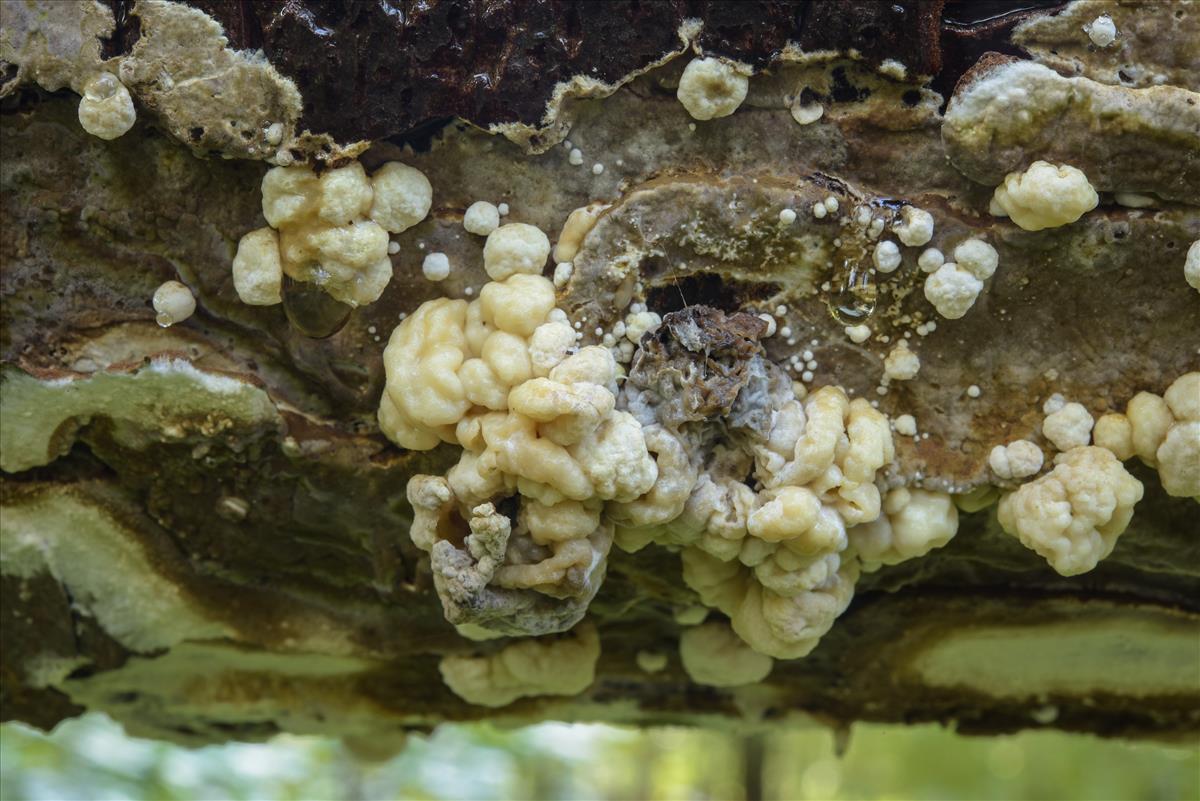 Nodulisporium (door Laurens van der Linde)