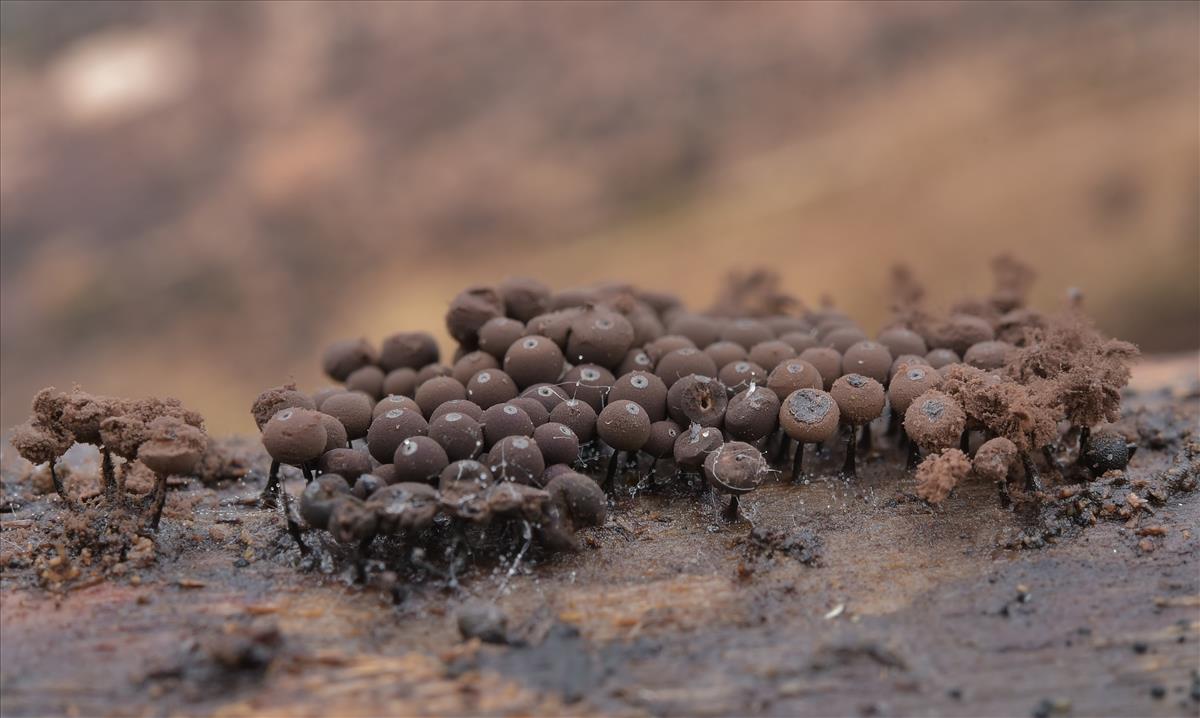 Enerthenema papillatum (door Laurens van der Linde)