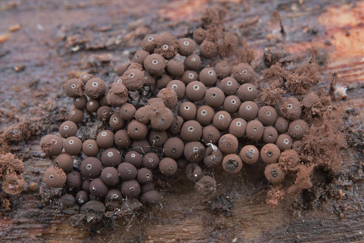 Enerthenema papillatum (door Laurens van der Linde)