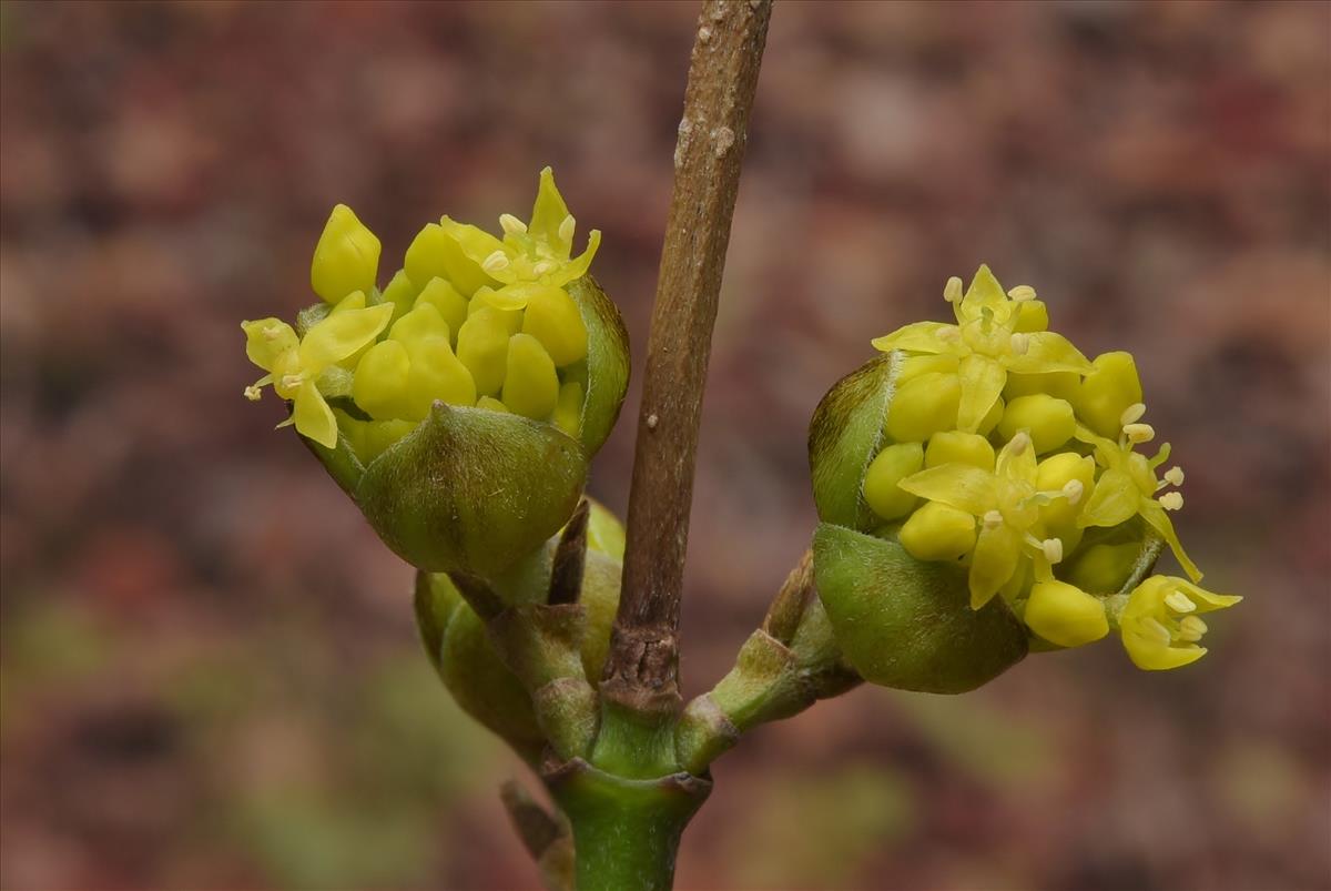 Cornus mas (door Laurens van der Linde)