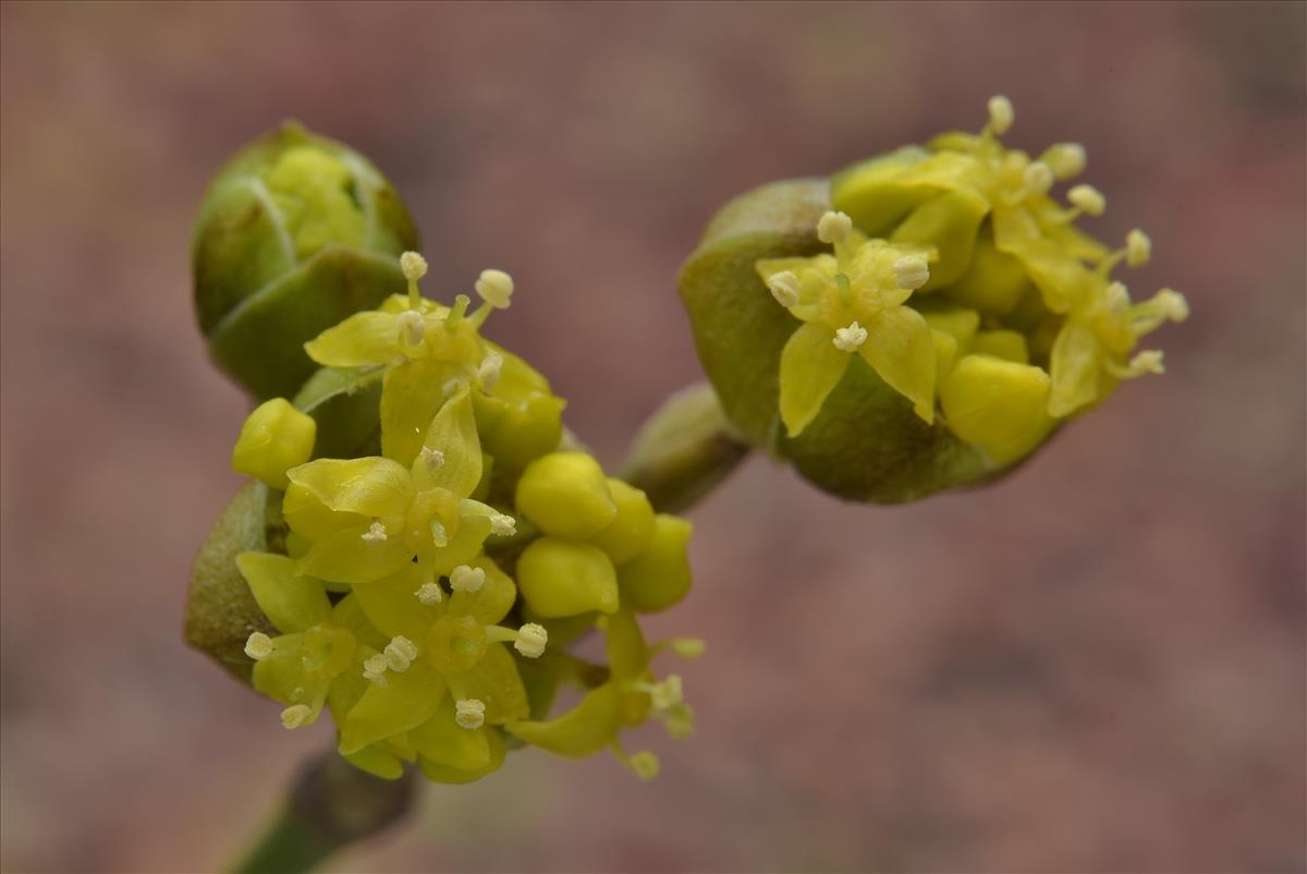 Cornus mas (door Laurens van der Linde)