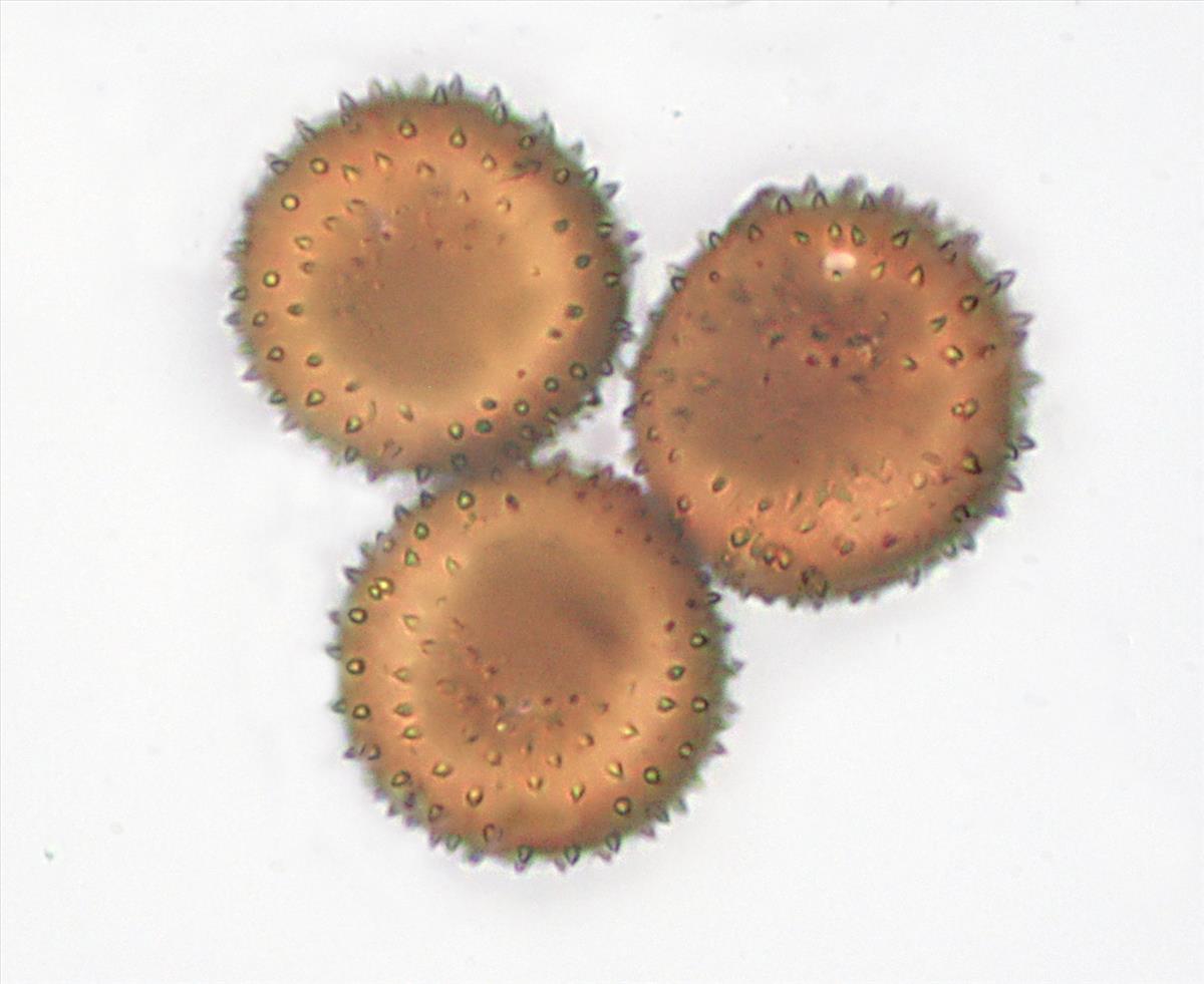 Puccinia hieracii (door Menno Boomsluiter)