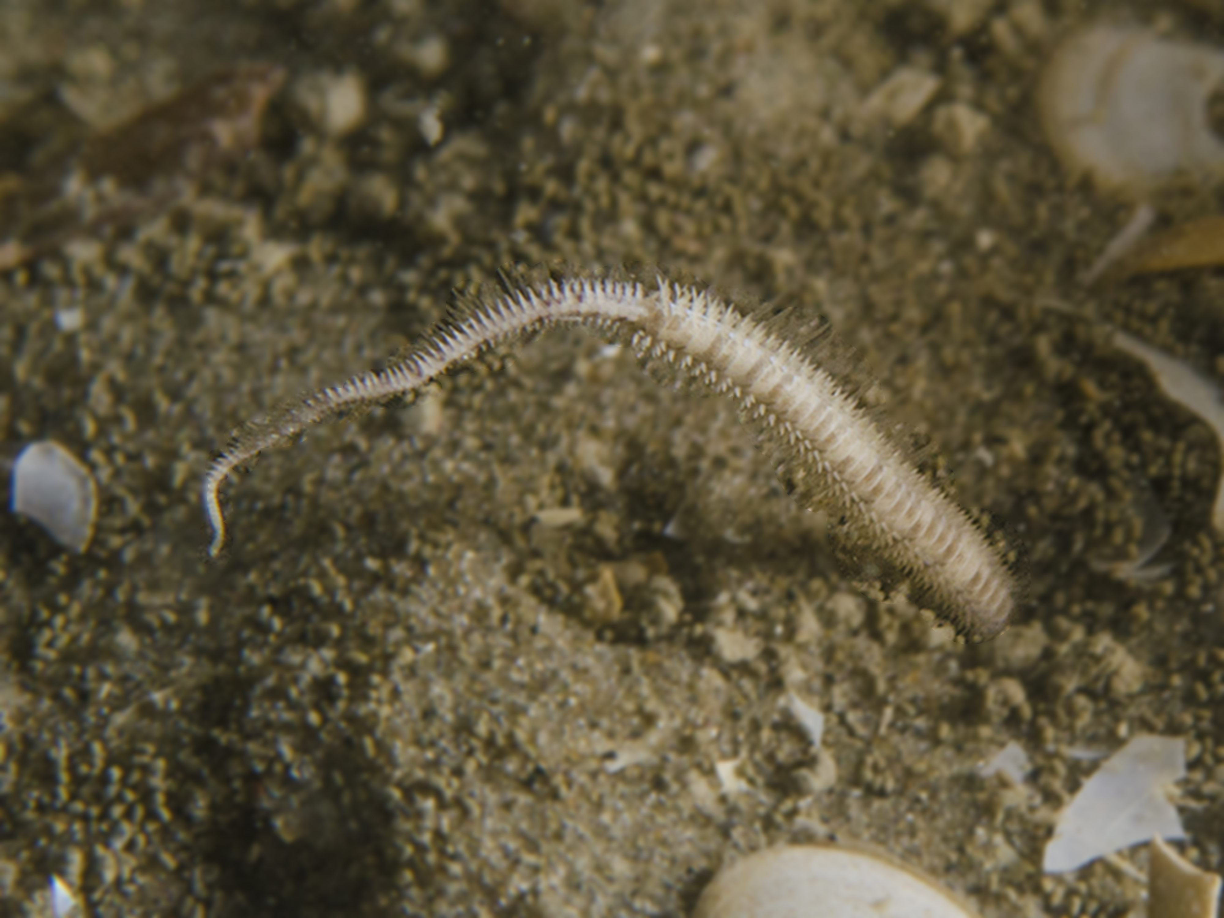 Acrocnida brachiata (door Peter H. van Bragt)