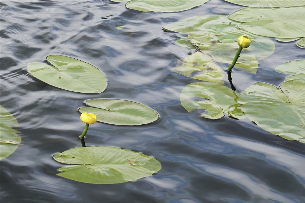 Nuphar lutea (door Jetske Metzlar)