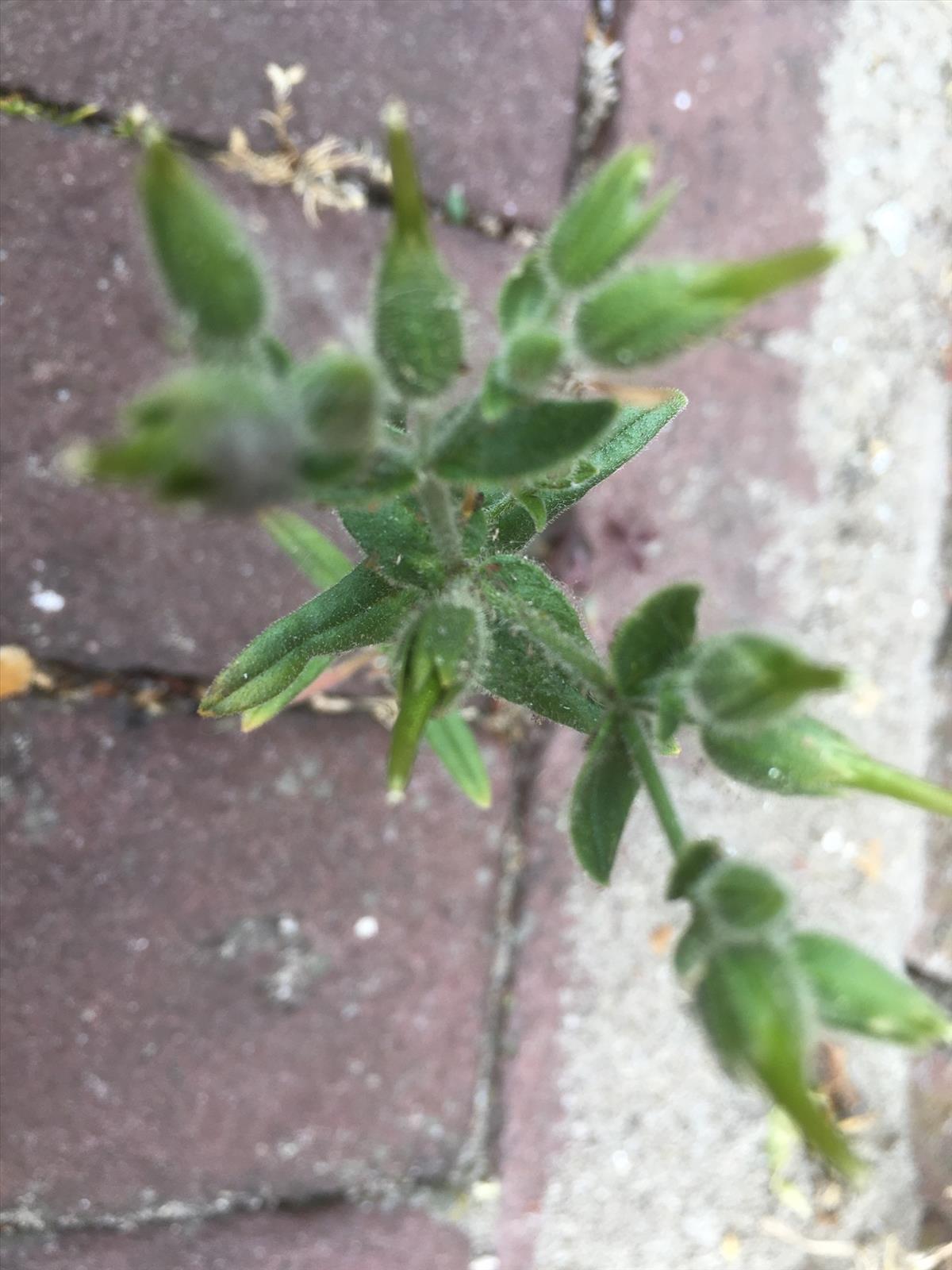 Cerastium dichotomum (door Reinder de Boer)