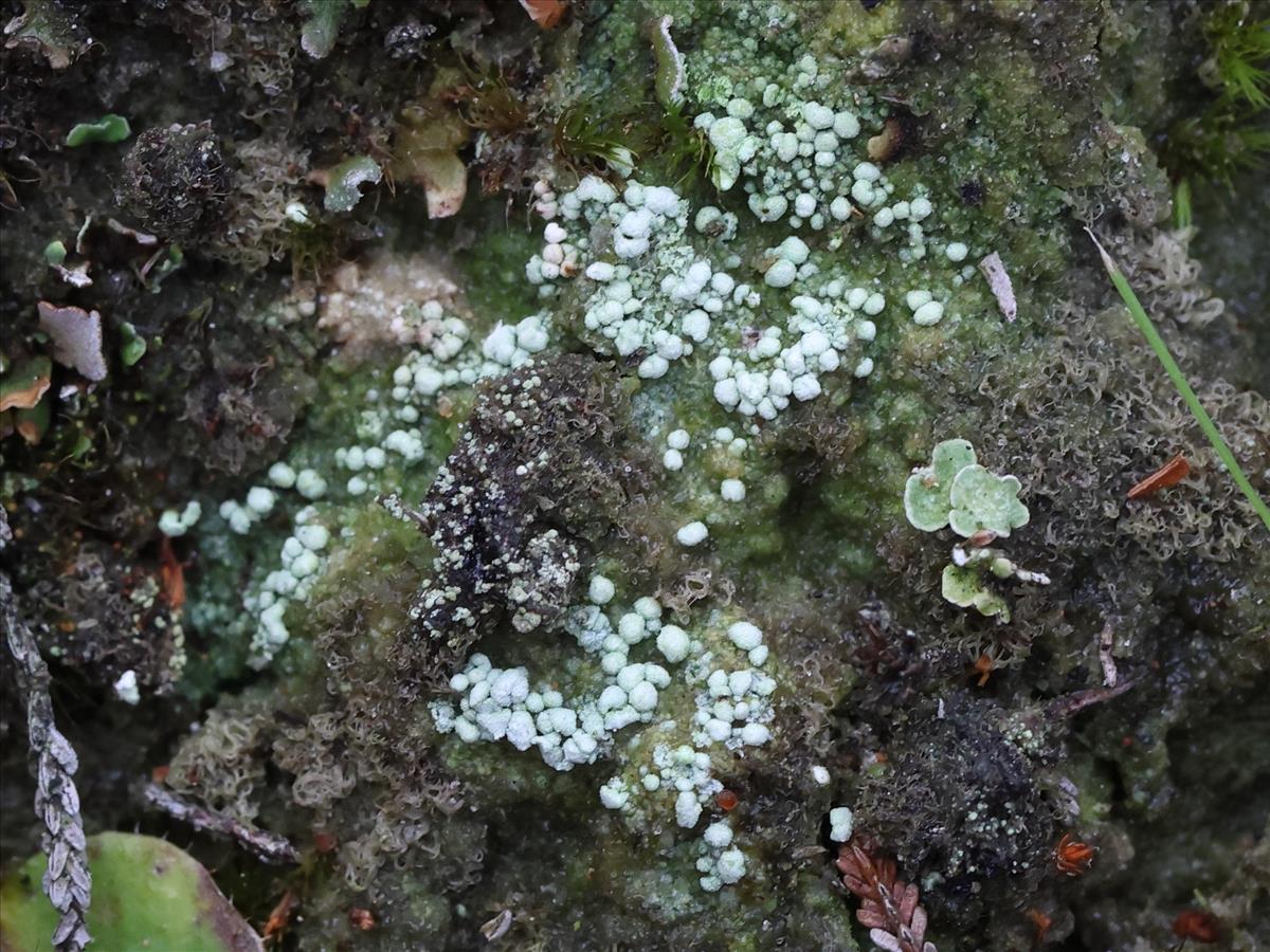 Dibaeis baeomyces (door Tom Schier)