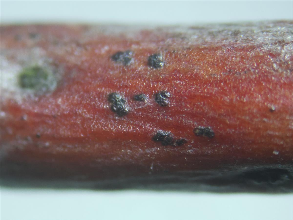 Cyrtidula quercus (door Tom Schier)