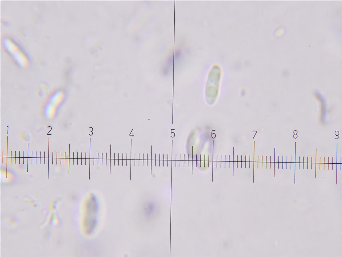 Thelocarpon pallidum (door Tom Schier)