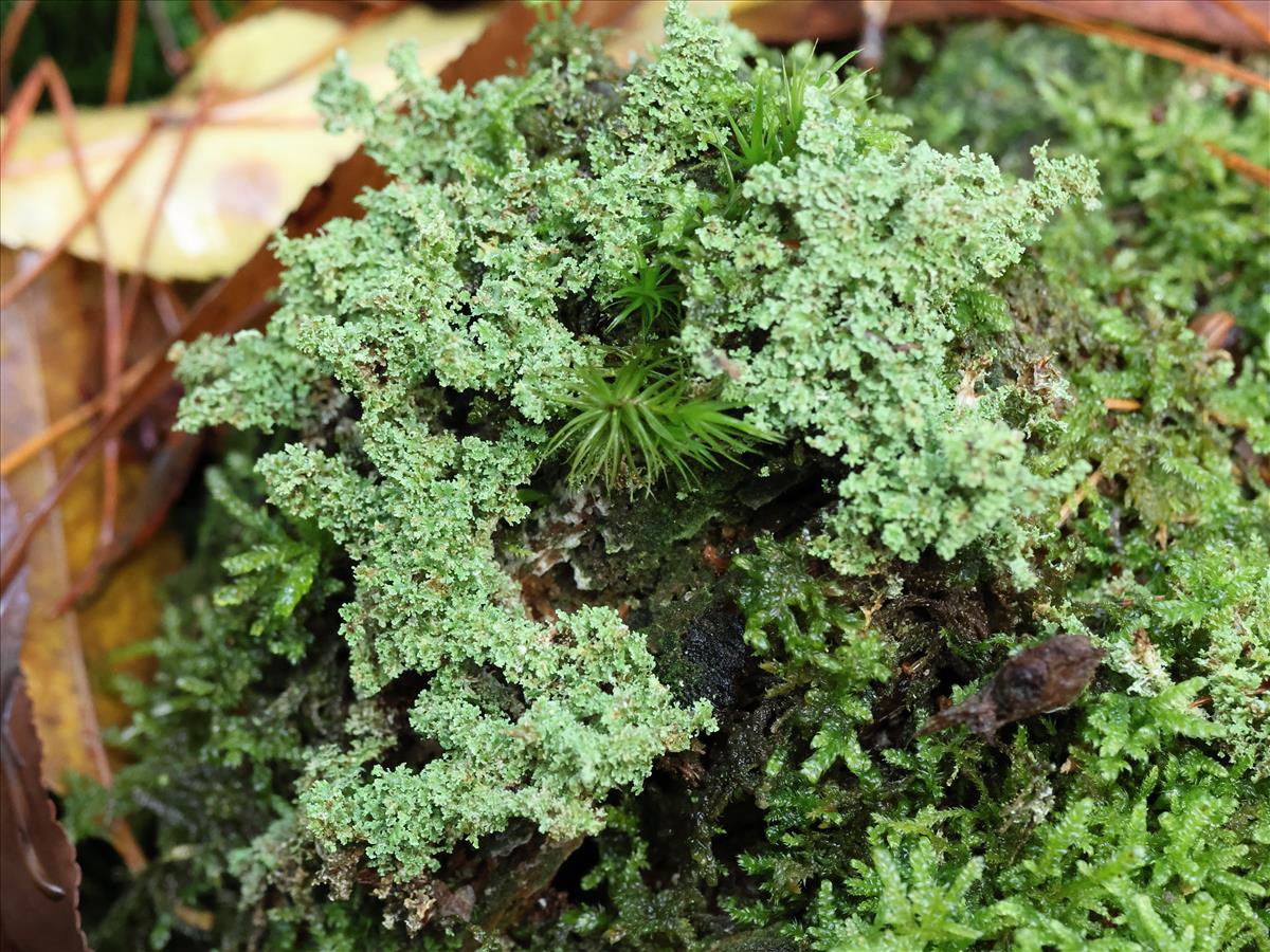 Cladonia squamosa (door Tom Schier)